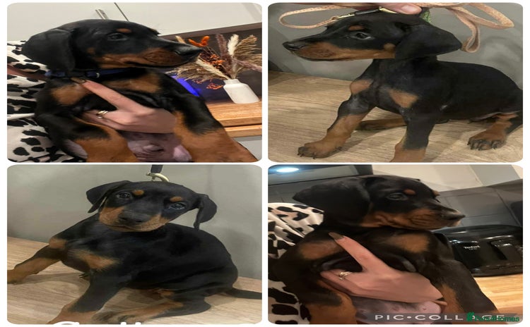 Dobermann dogs  Ready Now:Last 4 KC-Reg European Doberman Pups - Advert 8