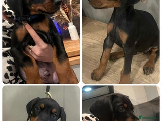 Dobermann dogs Ready now:KC reg’d vaccinated European Dobermans - Advert 6