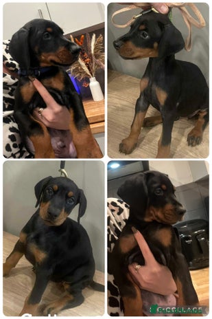 Dobermann dogs Ready Now:Last 4 KC-Reg European Doberman Pups - Advert 8