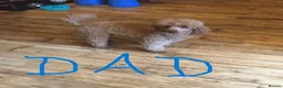 Mixed Breed dogs for sale: Cockerjackapoo in Neath - Advert 3