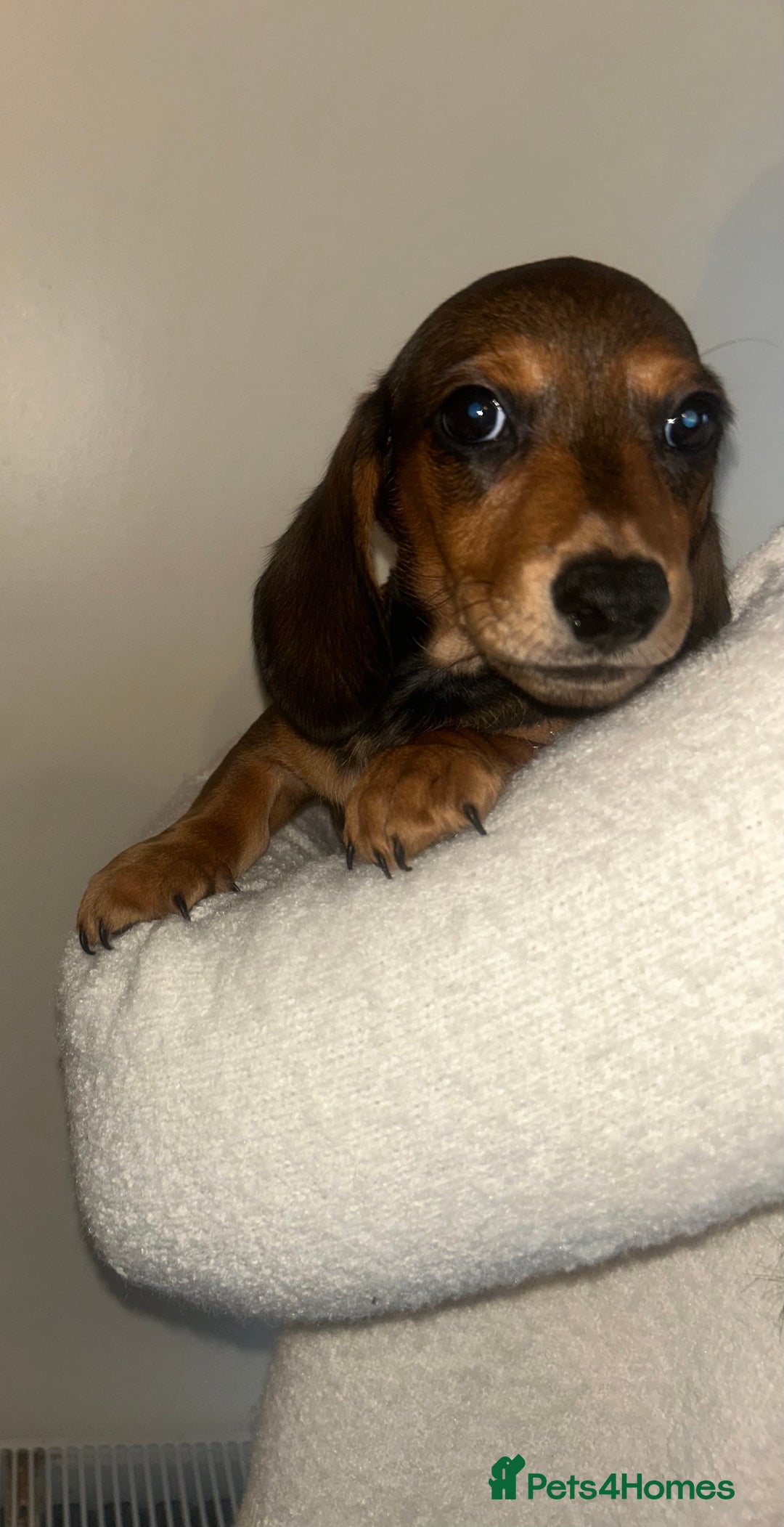 Miniature Dachshund dogs for sale: Miniature dachshund - Advert 12