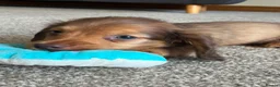 Miniature Dachshund dogs for sale: Chocolate&Cream Champion Long hair mini dachshund  - Advert 14
