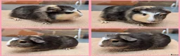 Guinea Pig rodents for sale: 5 Baby Girl Guinea Pigs - Advert 5