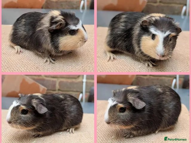 Guinea Pig rodents for sale: 5 Baby Girl Guinea Pigs - Advert 2