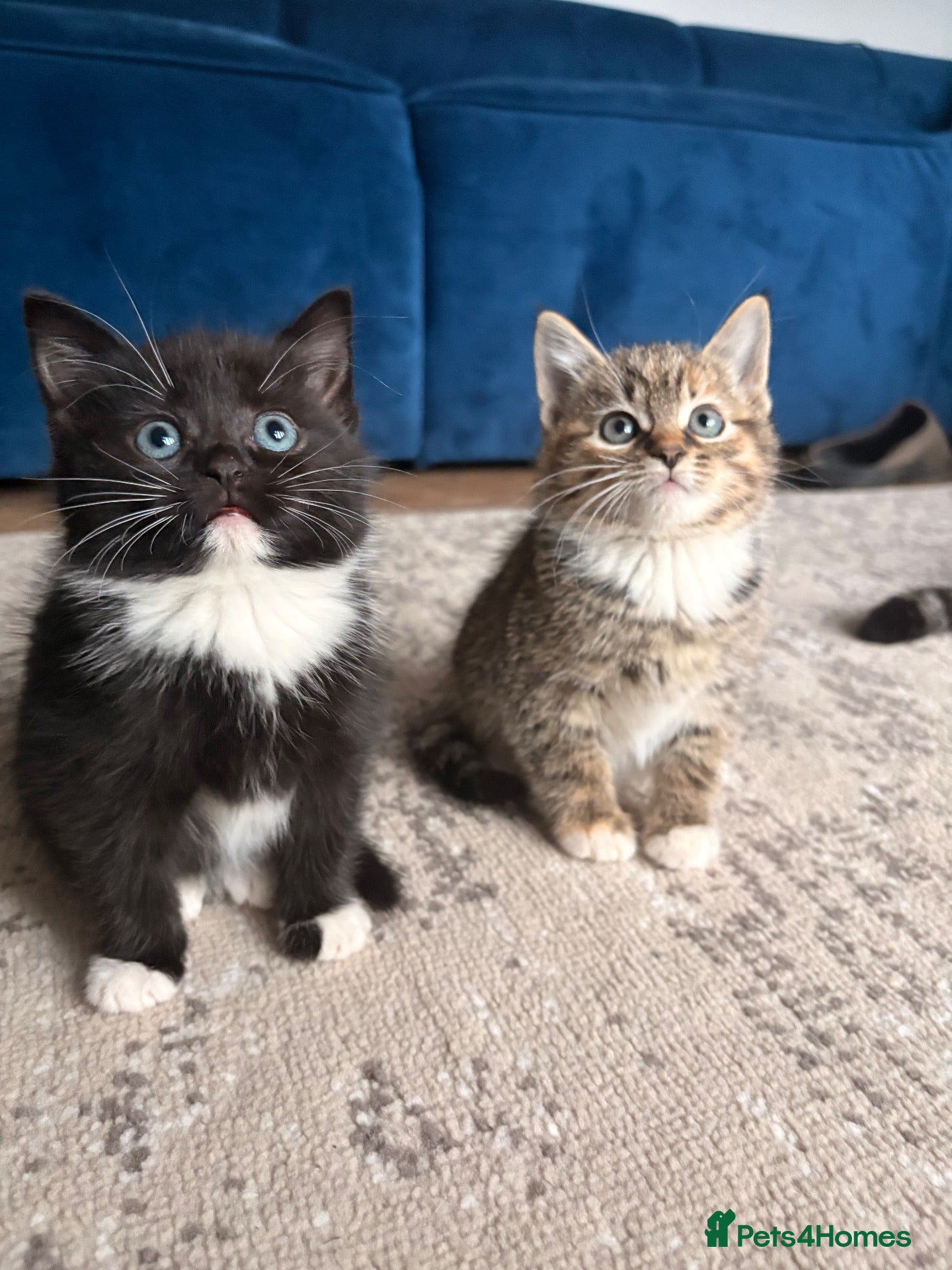 Mixed Breed cats Last 3 kitten !  1 male 2 females cute kittens  - Advert 9