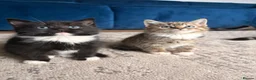 Mixed Breed cats for sale: Last 3 kitten !  1 male 2 females cute kittens  - Advert 1