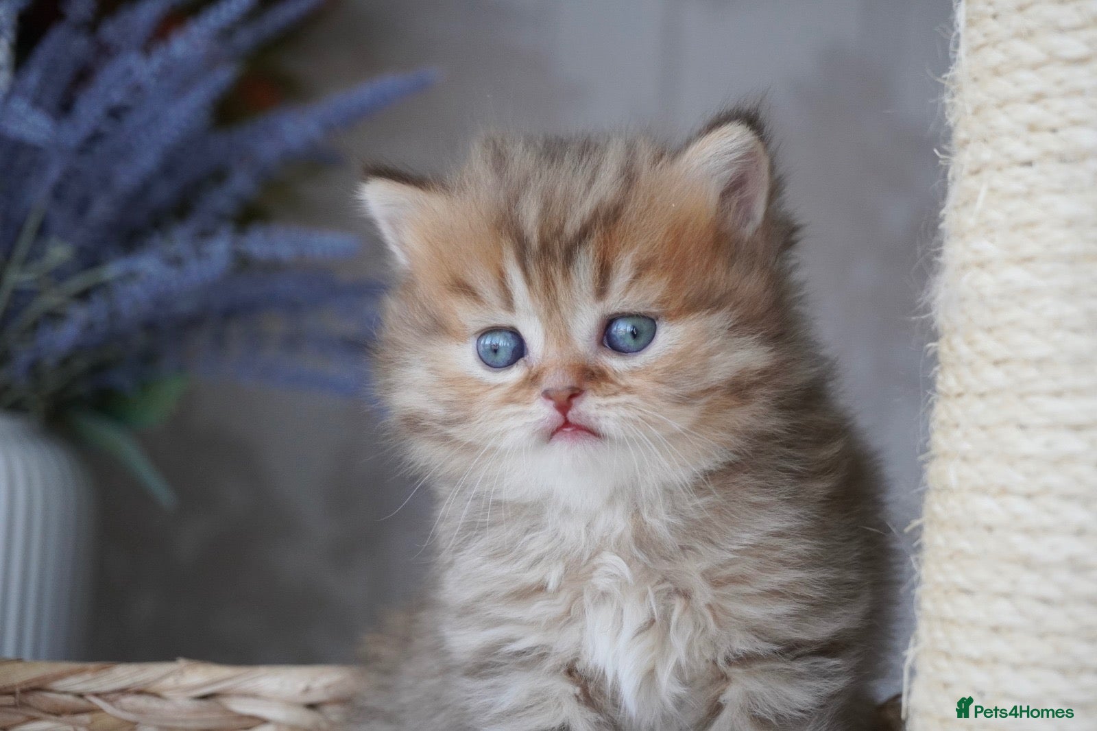 Munchkin cats Beautiful Golden Chocolate kittens - Advert 2