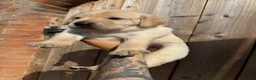 Labrador Retriever dogs for sale: KC Registered Working Labrador Retriever Puppies - Advert 15