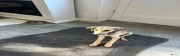 Lurcher dogs for sale: Girl saluki greyhound  - Advert 5