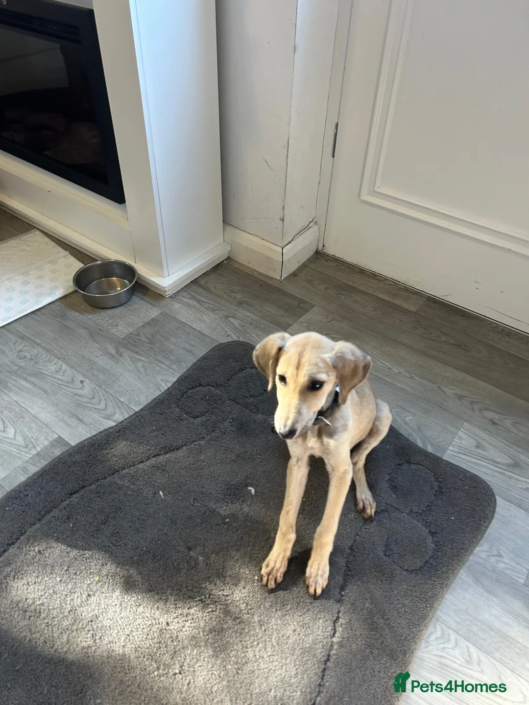 Lurcher dogs for sale: Girl saluki greyhound  - Advert 5