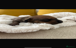 Miniature Dachshund dogs for sale: Miniature dashound  - Image 1