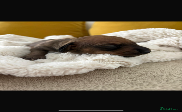 Miniature Dachshund dogs - Advert 16