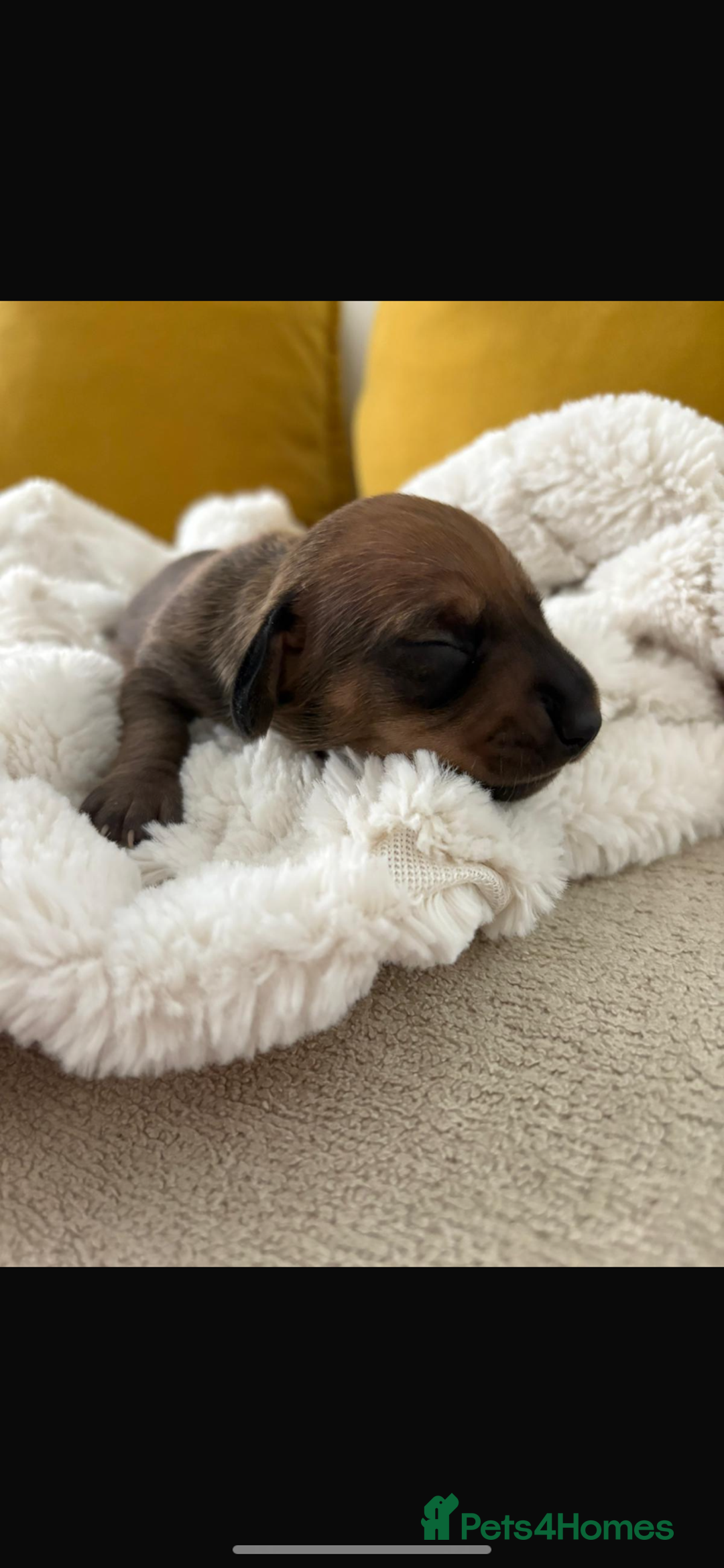 Miniature Dachshund dogs for sale: Miniature dashound  - Image 1