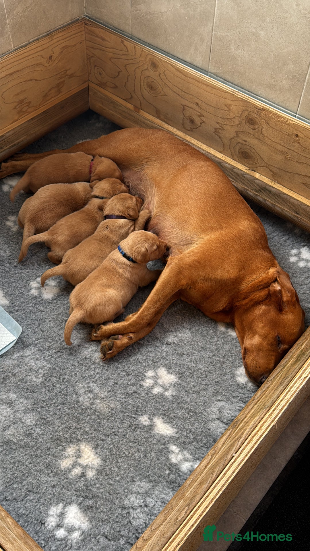 Labrador Retriever dogs for sale: 9 KC Registered Fox Red Labrador Puppies  - Image 16
