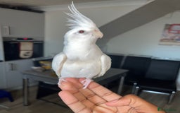 Cockatiels birds for sale: Two cockatiels - Image 3