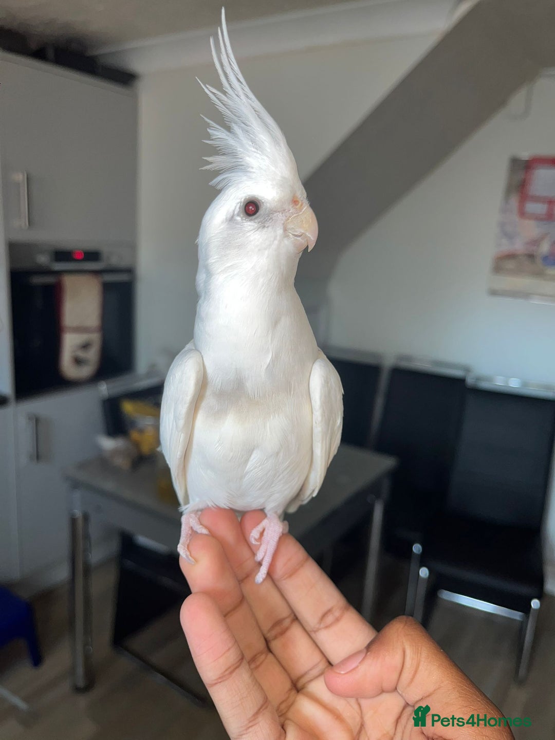 Cockatiels birds for sale: Two cockatiels - Image 3