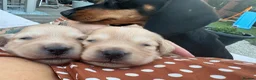 Chiweenie dogs for sale: Chiweenie Dach x chih - Advert 5