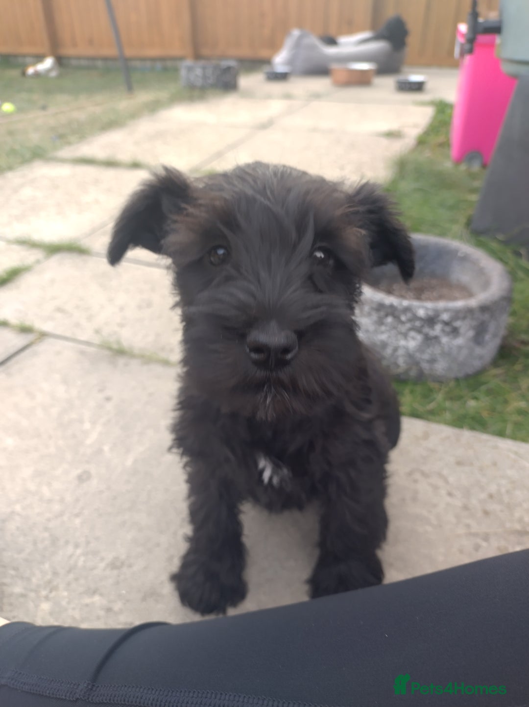 Miniature Schnauzer dogs for sale: Adorable miniature schnauzers ❤️❤️🏡  - Image 7