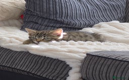 Bengal cats for sale: Domestic shorthaired x bengal kitten  - Advert 7