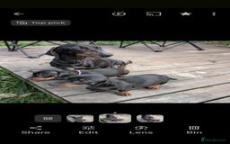 Miniature Dachshund dogs for sale: Last beautiful little girl  - Image 1