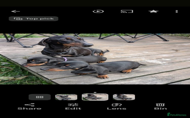 Miniature Dachshund dogs - Advert 2