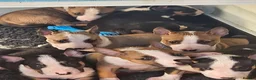 English Bull Terrier dogs for sale: English bullterrier pups for sale - Advert 3