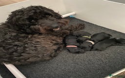 Mixed Breed dogs for sale: COCKERPOO X BEDLINGTON GIRL PUPPIES. - Advert 9