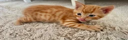 Mixed Breed cats for sale: 5 beautiful kittens for sale 🖤🧡  - Advert 1