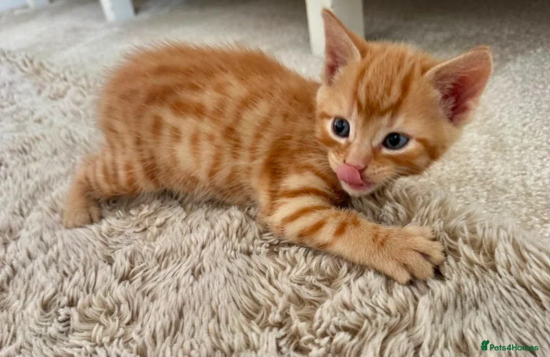 Mixed Breed cats for sale: 5 beautiful kittens for sale 🖤🧡  - Advert 1
