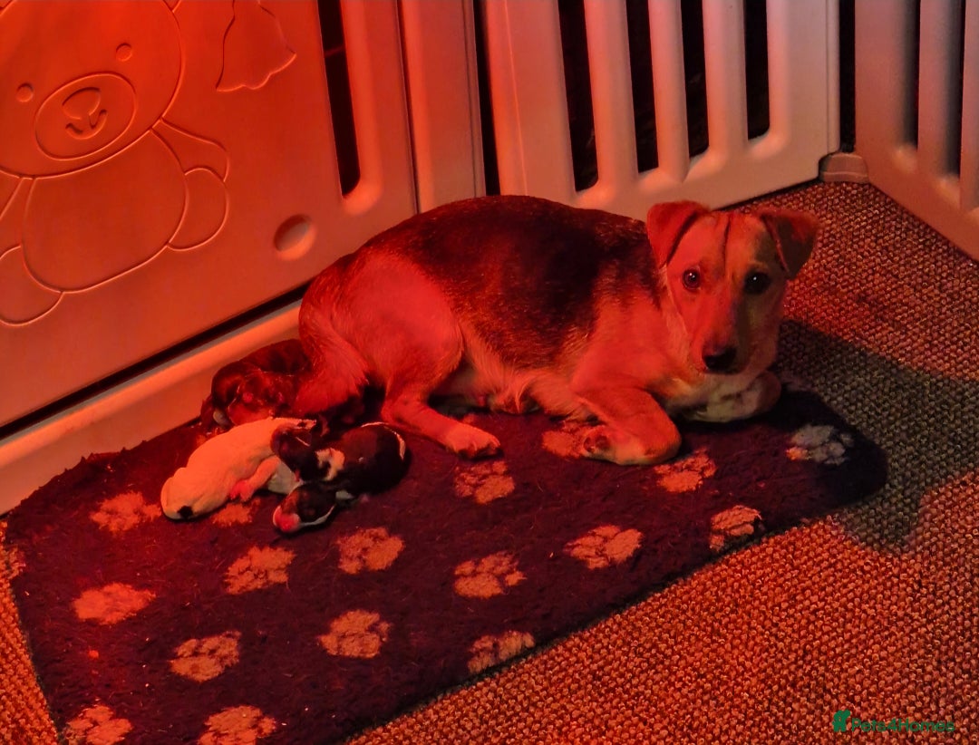 Mixed Breed dogs for sale: F1 Dachshund x Jack Russell  - Image 15