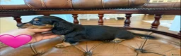 Miniature Dachshund dogs for sale: Beautiful LH & SH Dapples Miniature Dachshund Pups - Advert 15