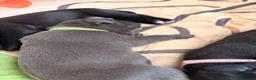Cane Corso dogs for sale: Cane corso puppies for sale - Advert 11