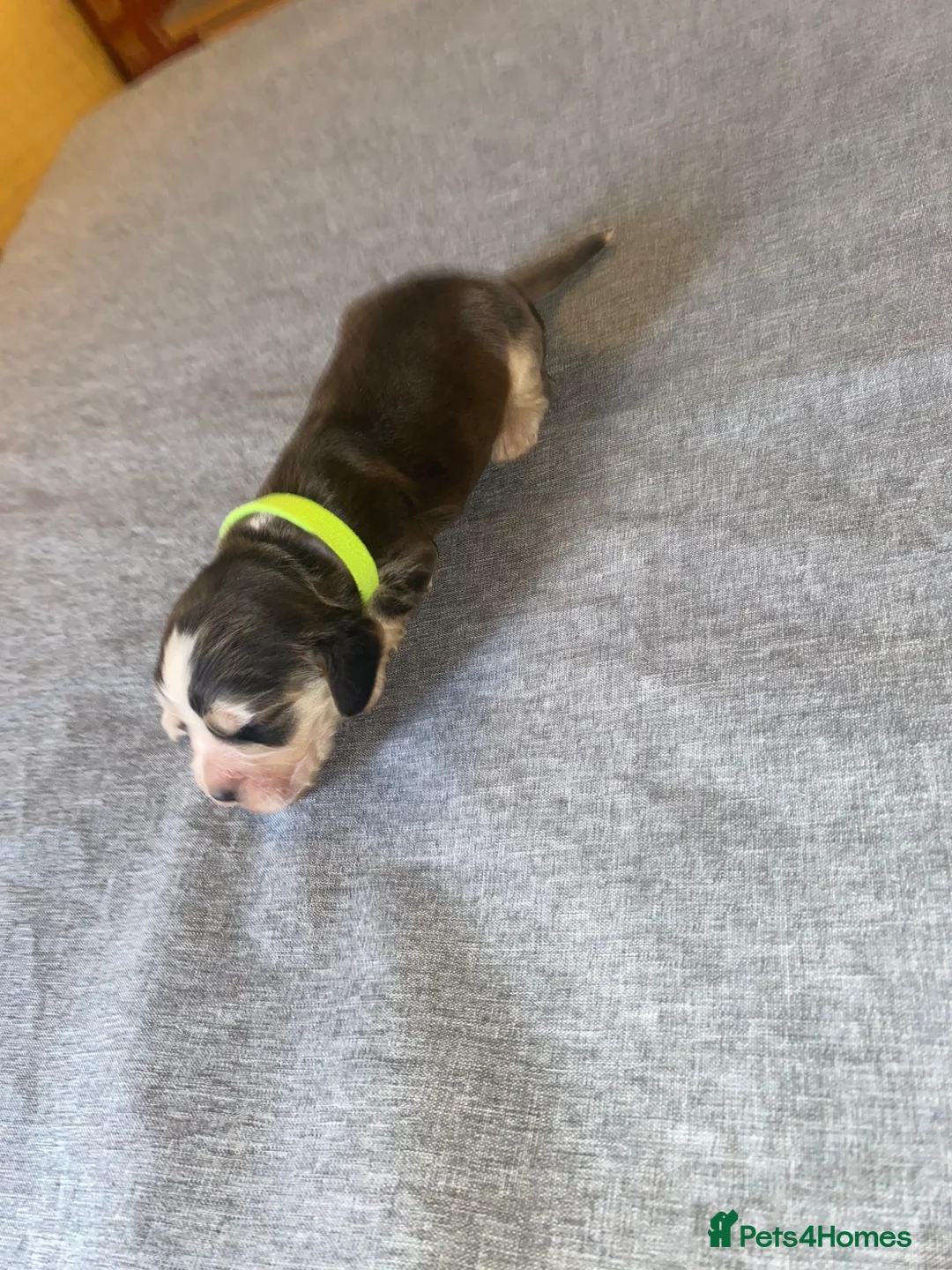 Cocker Spaniel dogs for sale: Outstanding Show Type cocker spaniels  - Advert 1