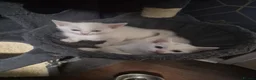 Siamese cats for sale: 3 beautiful kittens  - Advert 6