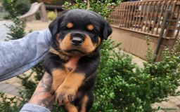 Rottweiler dogs for sale: German Rottweiler Pups For Sale - Image 8