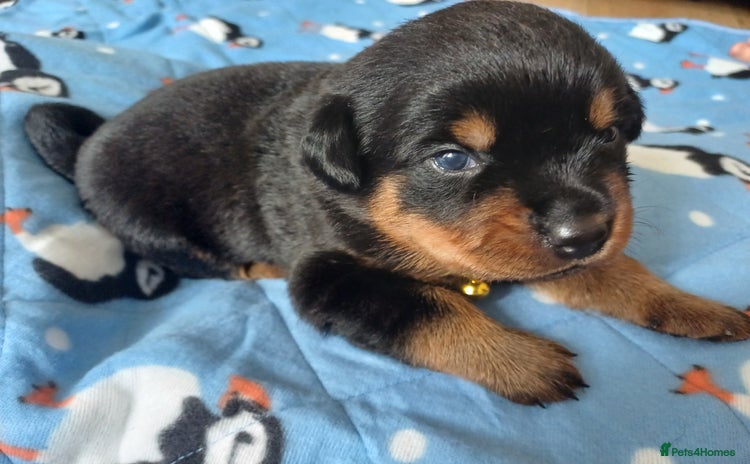 Rottweiler dogs - Advert 2