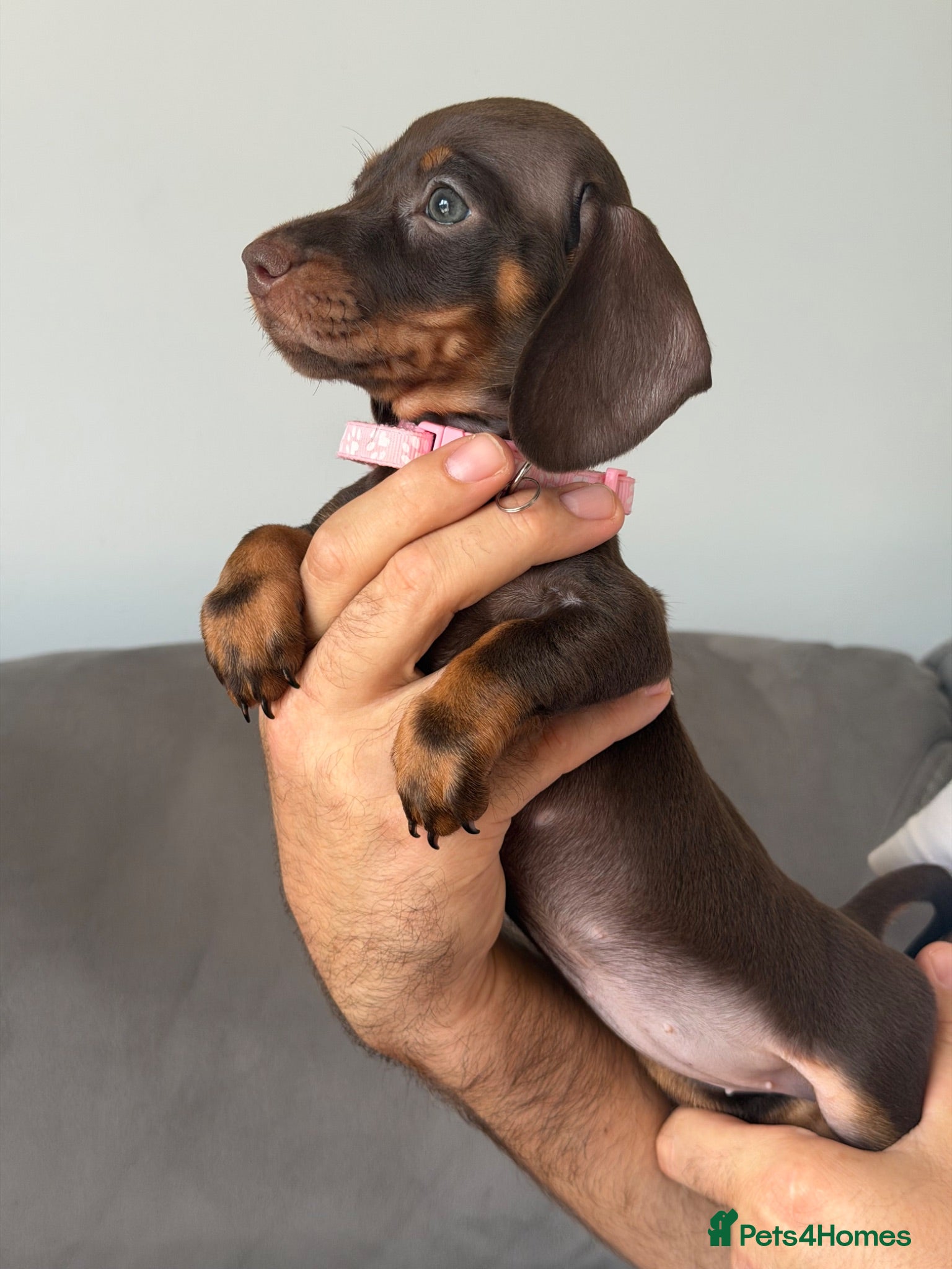 Miniature Dachshund dogs Beautiful kc registered miniature dachshund pups - Advert 3