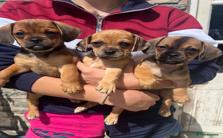 Mixed Breed dogs - Advert 5