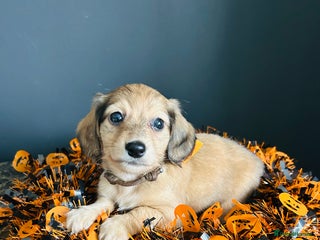 Miniature Dachshund dogs - Advert 6