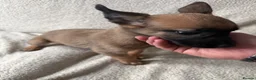 Belgian Shepherd Dog dogs for sale: Last 3 girls ready to leave now kc registered  - Advert 9