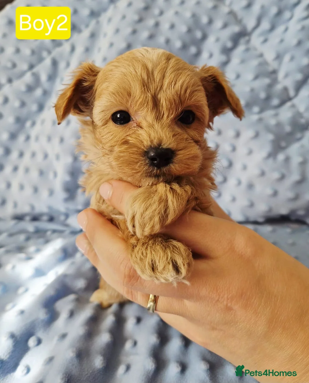 Maltipoo dogs for sale: Tiny Maltipoo Puppies for sale - Advert 1
