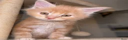 Maine Coon cats for sale: 🐾 FULLY REGISTERED PEDIGREE MAINE COON KITTENS 🐾 - Advert 16