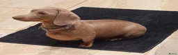 Miniature Dachshund dogs for sale: OUtSTANDING KC REGISTERED MINATURE DACHUNDS - Advert 3