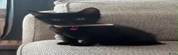 Mixed Breed cats for sale: 2 kittens in Cumnock - Advert 5