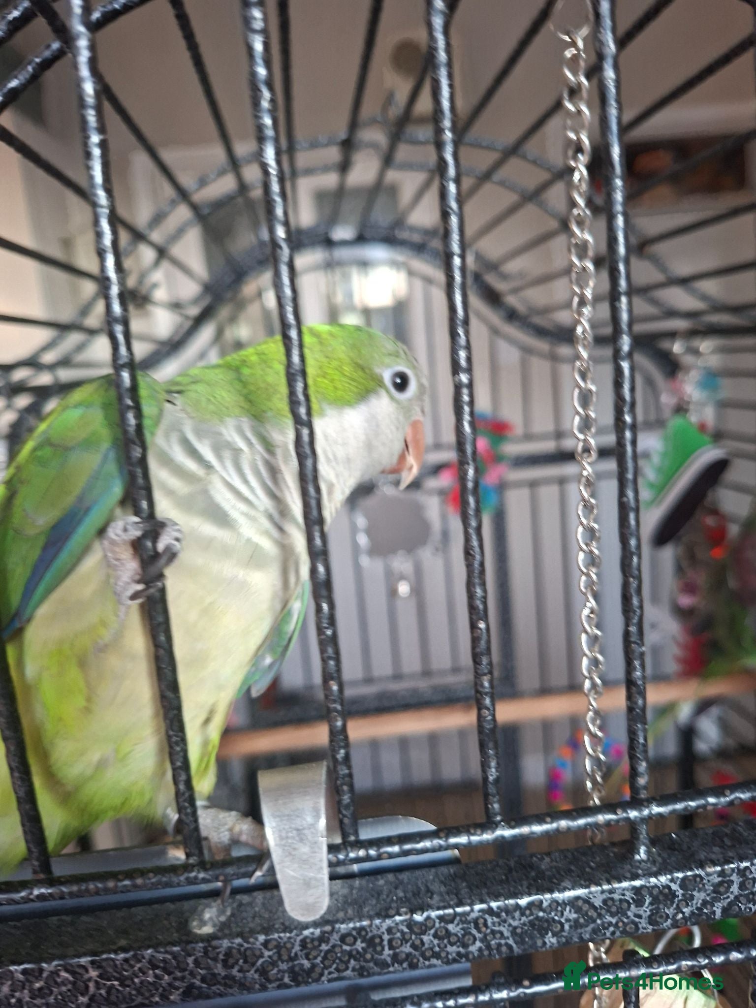 Parrots birds Alexandrine and quaker parrots  - Advert 1