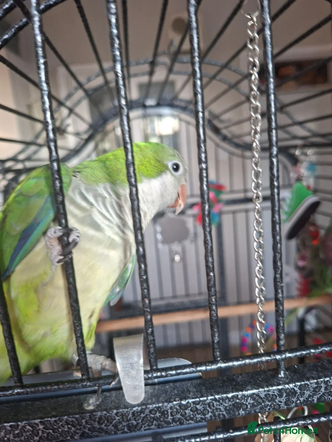 Parrots birds for sale: Alexandrine and quaker parrots  - Advert 1