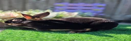 Rex rabbits for sale: Black Tan Mini Rex Doe Available  - Advert 5