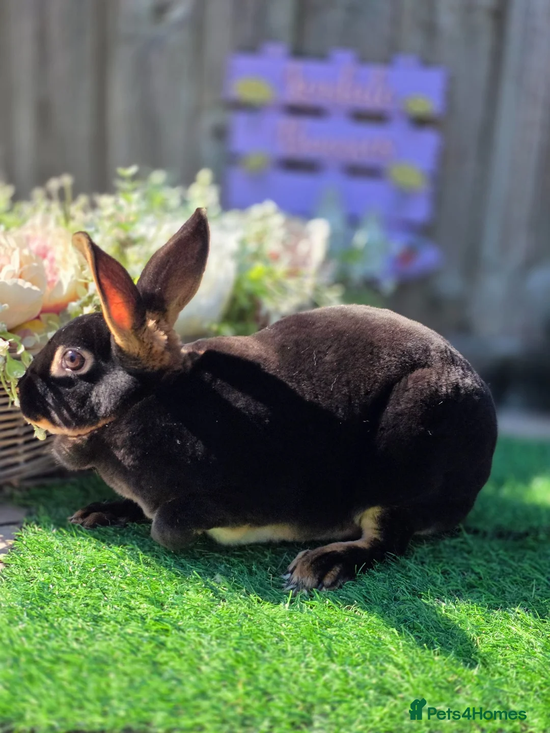 Rex rabbits for sale: Black Tan Mini Rex Doe Available  - Advert 5