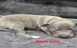 Italian Greyhound dogs for sale: Champion blood line KC Reg Italian Greyhounds - Advert 4