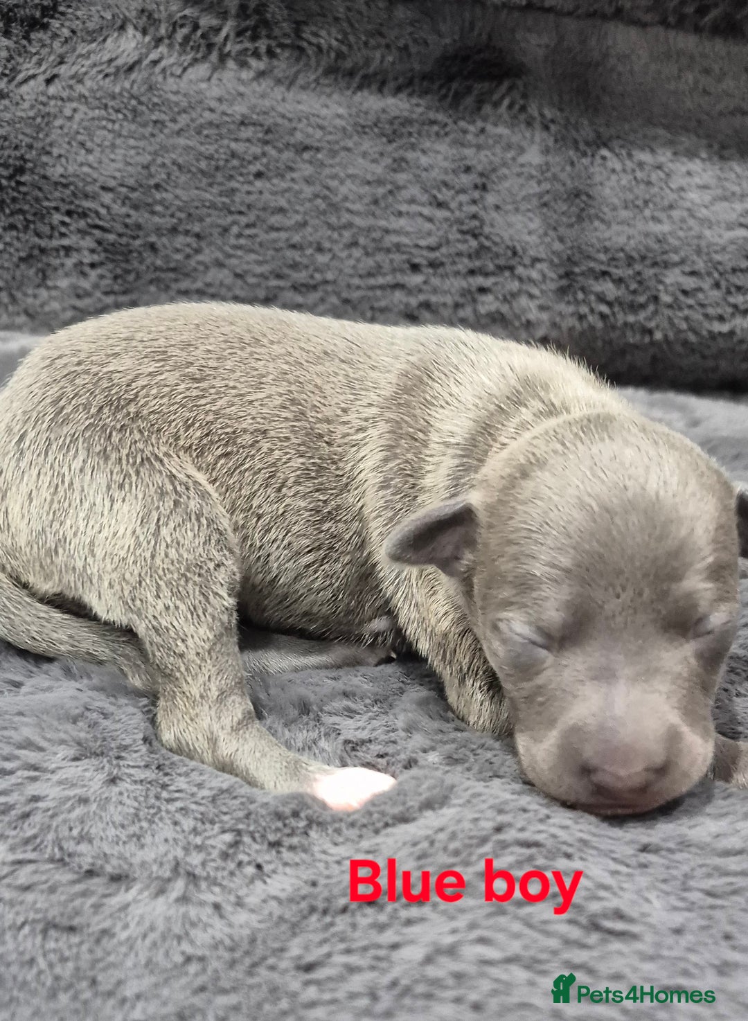 Italian Greyhound dogs for sale: Champion blood line KC Reg Italian Greyhounds - Advert 4